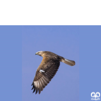 گونه سارگپه پا بلند Long-legged Buzzard